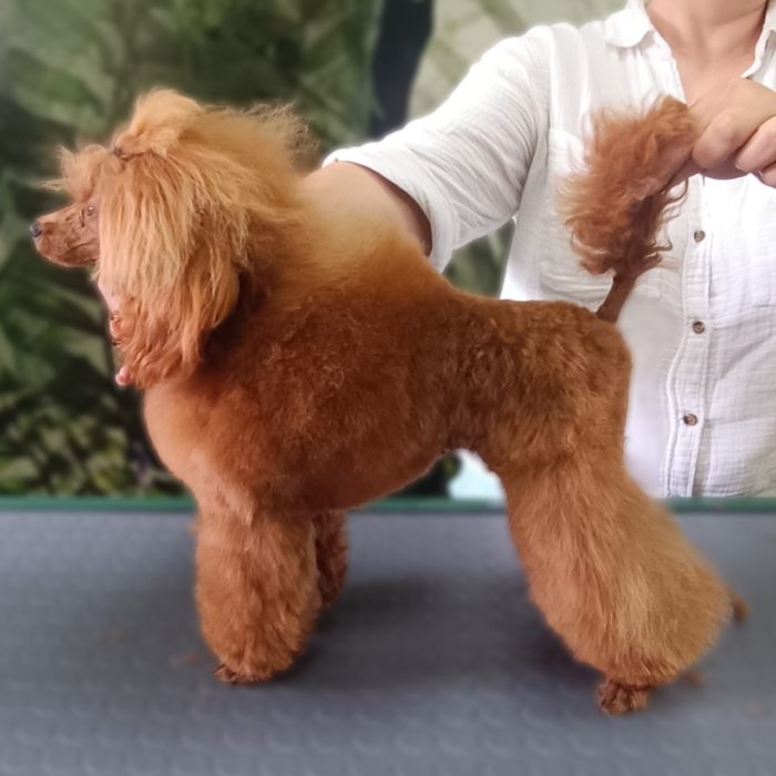 emily goodwill grooming